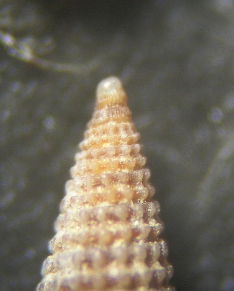 Dizionopsis